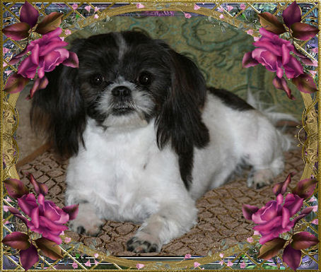 Macy, Black & White, Liver & Chocolate factor, - Chinese Imperial Shih Tzu